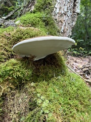 Ganoderma applanatum