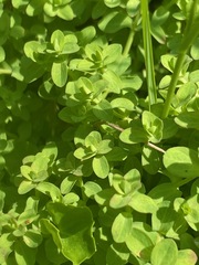 Hypericum anagalloides