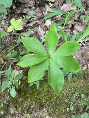 Medeola virginiana
