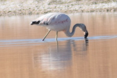 Phoenicopterus chilensis