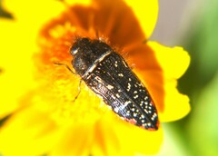 Acmaeodera venusta