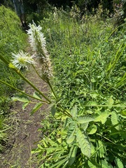 Sanguisorba