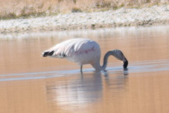 Phoenicopterus chilensis