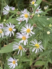 Symphyotrichum laeve