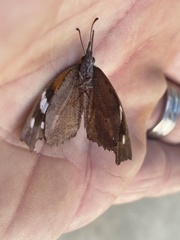 Libytheana carinenta