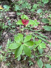 Medeola virginiana