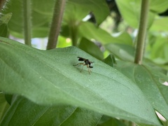 Atomosia rufipes