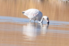Phoenicopterus chilensis