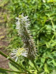 Sanguisorba