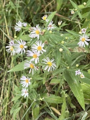 Symphyotrichum laeve