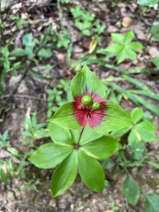 Medeola virginiana