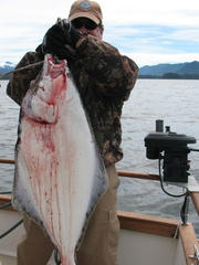 Hippoglossus stenolepis