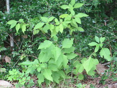 Callicarpa americana