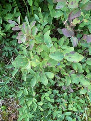 Vaccinium ovalifolium