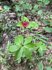 Medeola virginiana