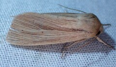 Mythimna oxygala