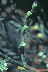 Callitris rhomboidea