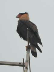 Caracara plancus