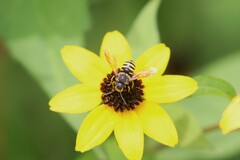 Paranthidium jugatorium