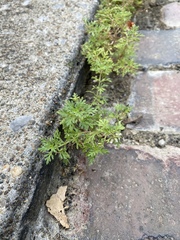 Leucospora multifida