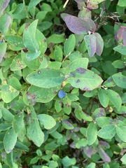 Vaccinium ovalifolium