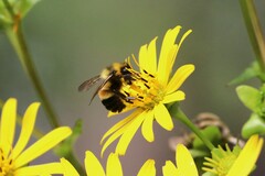 Bombus affinis