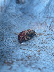 Euptoieta claudia