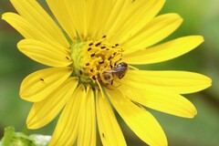 Melissodes trinodis