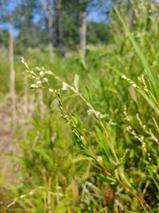 Persicaria punctata