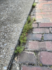 Leucospora multifida