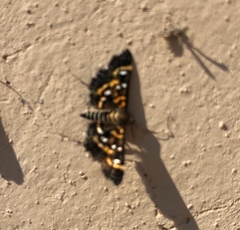 Diathrausta harlequinalis