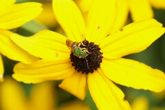 Agapostemon virescens
