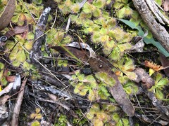 Drosera aberrans
