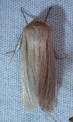Mythimna oxygala