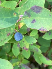 Vaccinium ovalifolium