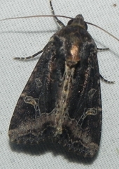 Helotropha reniformis