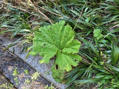 Gunnera manicata
