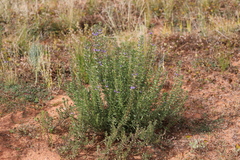 Stemodia florulenta