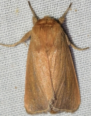 Sesamia nonagrioides