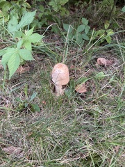 Amanita rubescens