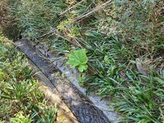 Gunnera manicata