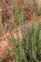 Stemodia florulenta