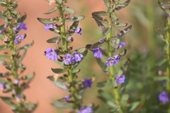 Stemodia florulenta