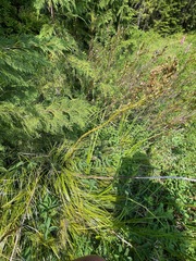 Xerophyllum tenax