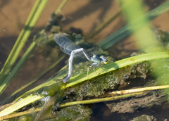 Ischnura perparva