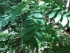 Juglans cinerea