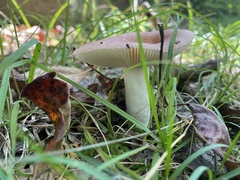 Russula fragilis