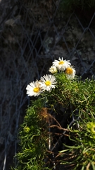 Hysterionica pinnatisecta