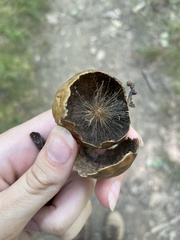 Amphibolips quercusinanis