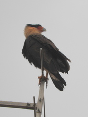 Caracara plancus